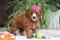 Joy, a female Cavapoo for sale in Baltic, OH – Photo 3 of 6