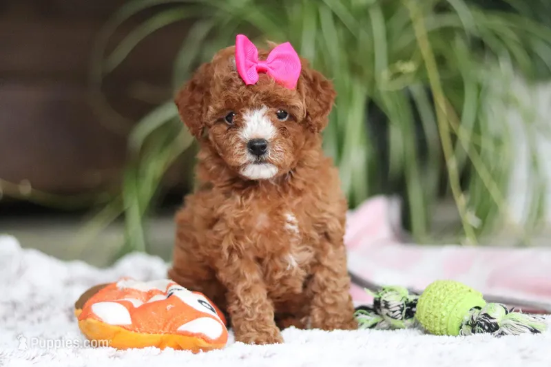 Joy – Cavapoo puppy on hold in Baltic, OH