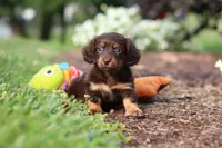 Zoey, a female Miniature Dachshund for sale in Baltic, OH – 8 of 10