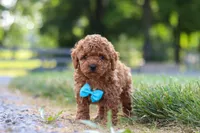 Nash, a male Cavapoo for sale in Baltic, OH – 7 of 8