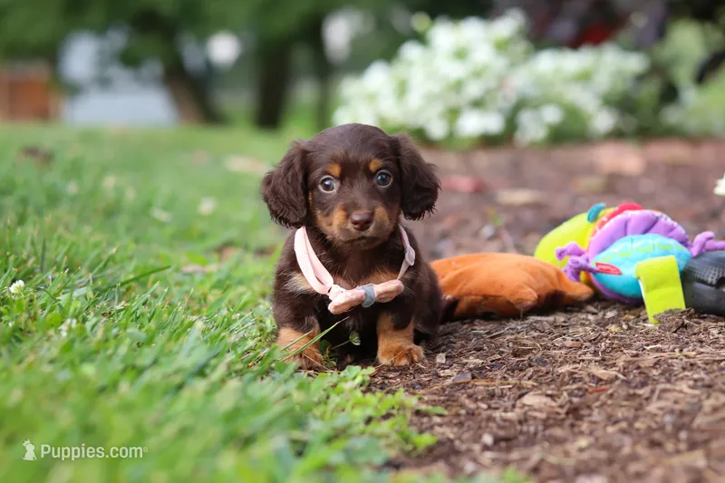 Zoey – Miniature Dachshund puppy for sale in Baltic, OH