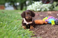 Zoey, a female Miniature Dachshund for sale in Baltic, OH – 1 of 10