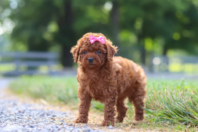 Poppy – Cavapoo puppy for sale in Baltic, OH