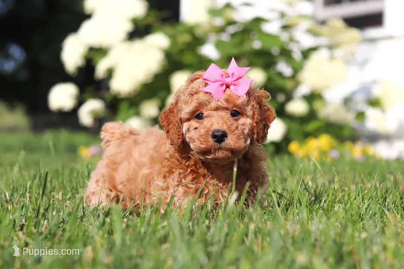 Millie – Cavapoo puppy for sale in Baltic, OH