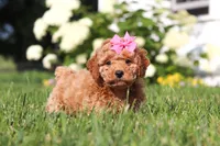 Millie, a female Cavapoo for sale in Baltic, OH – 1 of 8