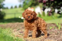 Callie, a female Cavapoo for sale in Baltic, OH – 5 of 7
