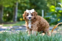 Liberty, a female Cavapoo for sale in Baltic, OH – 2 of 10