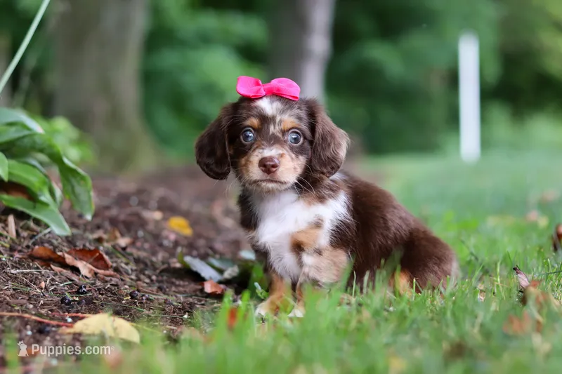 Maggie – Miniature Dachshund puppy for sale in Baltic, OH