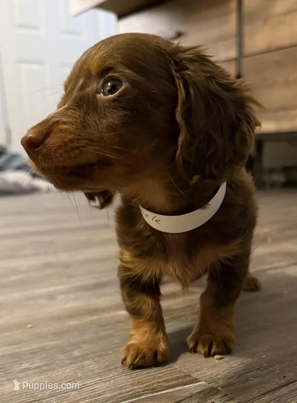 Gator – Miniature Dachshund puppy for sale in Rogers, CT