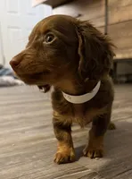 Gator, a male Miniature Dachshund for sale in Rogers, CT – Photo 1 of 3