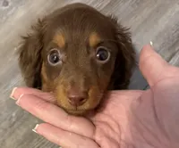 Gator, a male Miniature Dachshund for sale in Rogers, CT – Photo 3 of 3