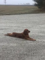 Frankie , a male Golden Retriever for sale in Gridley, IL – 4 of 4