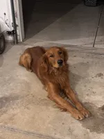 Frankie , a male Golden Retriever for sale in Gridley, IL – 2 of 4