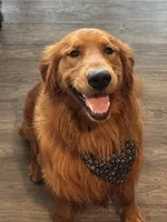 Frankie , a male Golden Retriever for sale in Gridley, IL – 1 of 4