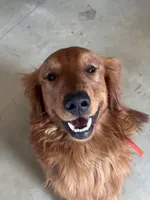 Frankie , a male Golden Retriever for sale in Gridley, IL – 3 of 4