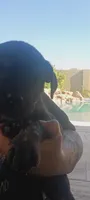 Tiny, a male Cane Corso for sale in Goodyear, AZ – 4 of 4
