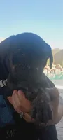 Tiny, a male Cane Corso for sale in Goodyear, AZ – 3 of 4