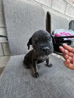 Tiny, a male Cane Corso for sale in Goodyear, AZ – 2 of 4