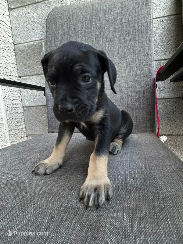 Duke's – Cane Corso puppy for sale in Goodyear, AZ