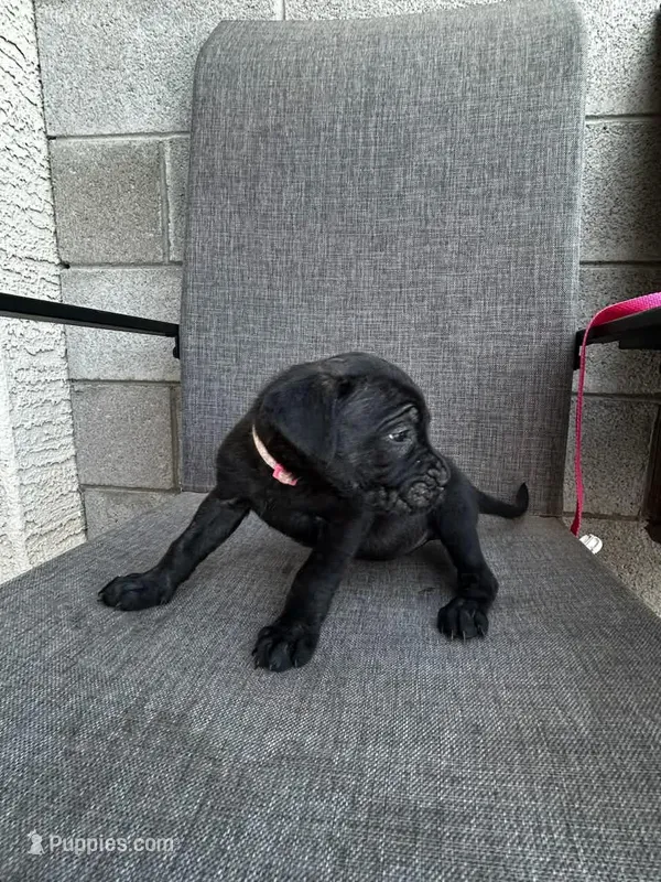Sage  – Cane Corso puppy for sale in Goodyear, AZ