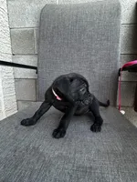 Sage , a female Cane Corso for sale in Goodyear, AZ – 1 of 2
