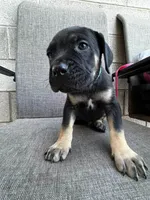 Duke's, a male Cane Corso for sale in Goodyear, AZ – 3 of 3
