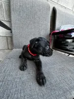 Rose, a female Cane Corso for sale in Goodyear, AZ – 2 of 2