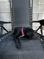 Kitty, a female Cane Corso for sale in Goodyear, AZ – 1 of 2