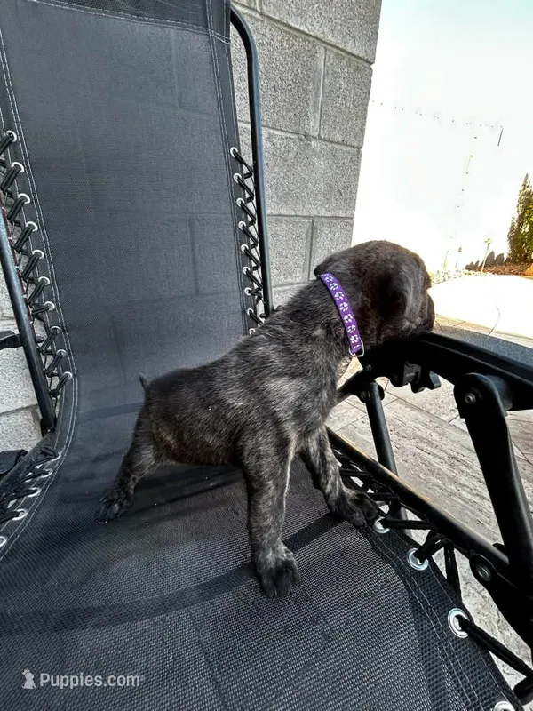 Kitana – Cane Corso puppy for sale in Goodyear, AZ