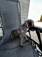 Kitana, a female Cane Corso for sale in Goodyear, AZ – 1 of 2