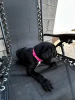 Kitty, a female Cane Corso for sale in Goodyear, AZ – 2 of 2