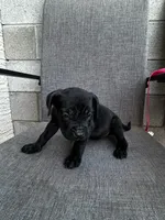 Sage , a female Cane Corso for sale in Goodyear, AZ – 2 of 2