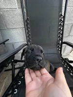 Kitana, a female Cane Corso for sale in Goodyear, AZ – 2 of 2