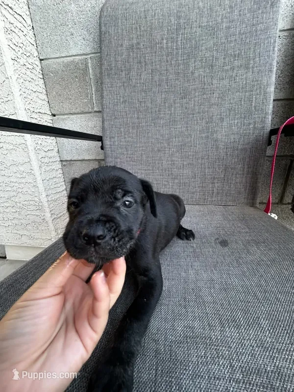 Rose – Cane Corso puppy for sale in Goodyear, AZ