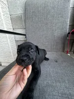 Rose, a female Cane Corso for sale in Goodyear, AZ – 1 of 2