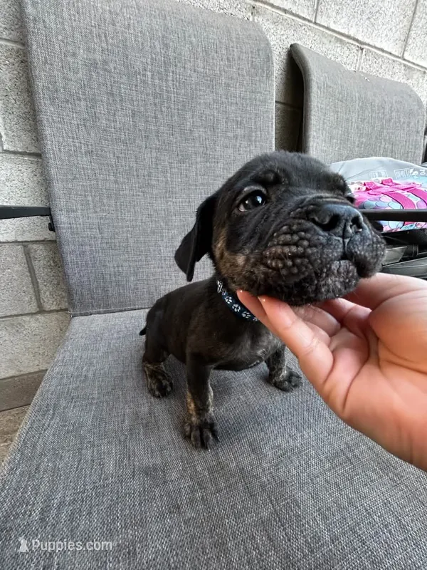 Tiny – Cane Corso puppy for sale in Goodyear, AZ