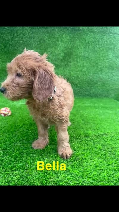 Bella, a female Miniature Goldendoodle for sale in San Diego, CA – 6 of 6