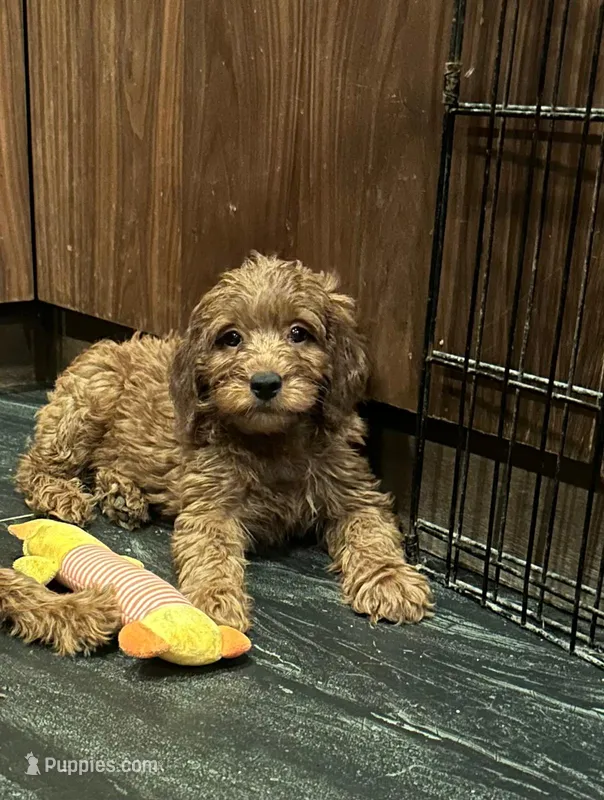 Eric – Miniature Goldendoodle puppy for sale in San Diego, CA