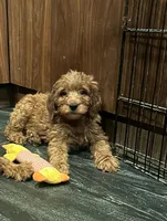Eric, a male Miniature Goldendoodle for sale in San Diego, CA – 1 of 6