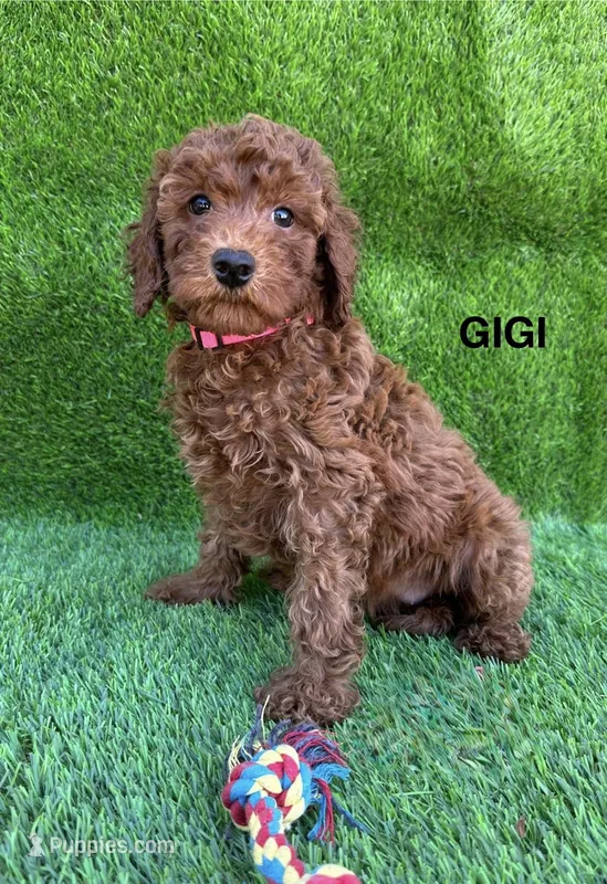 GIGI – Miniature Goldendoodle puppy for sale in San Diego, CA