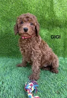 GIGI, a female Miniature Goldendoodle for sale in San Diego, CA – 1 of 3