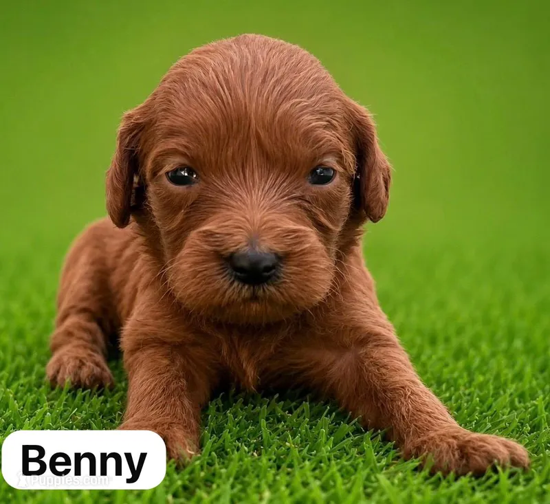 Benny – Miniature Goldendoodle puppy for sale in San Diego, CA