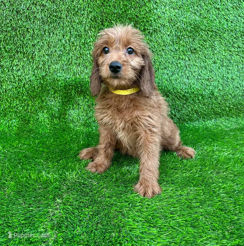 Pocahontas – Miniature Goldendoodle puppy for sale in San Diego, CA
