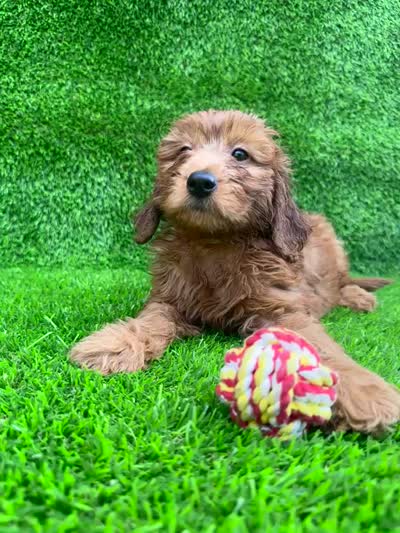 Lori, a female Miniature Goldendoodle for sale in San Diego, CA – 2 of 6