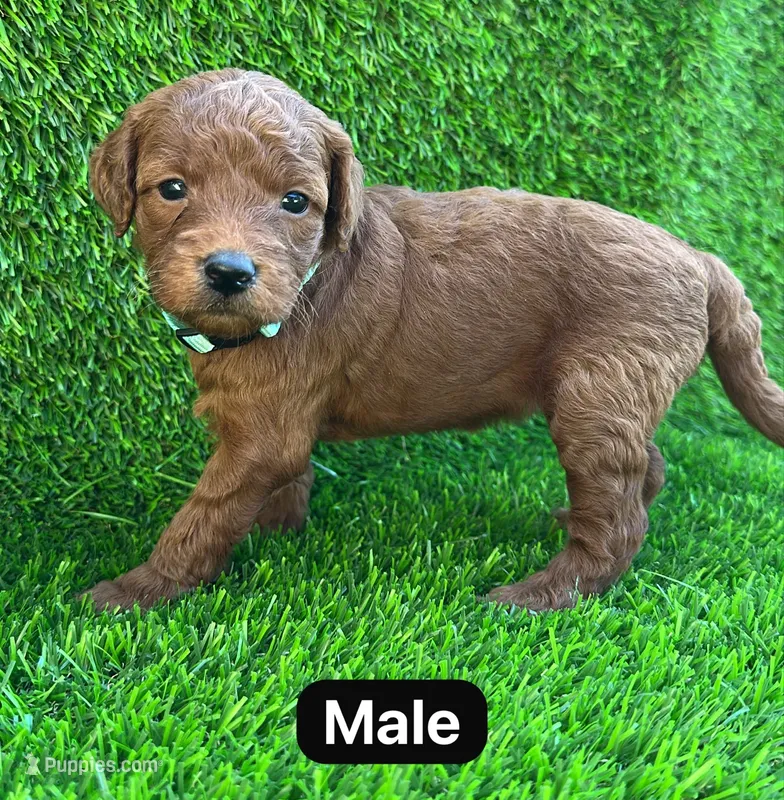 Benny – Miniature Goldendoodle puppy for sale in San Diego, CA