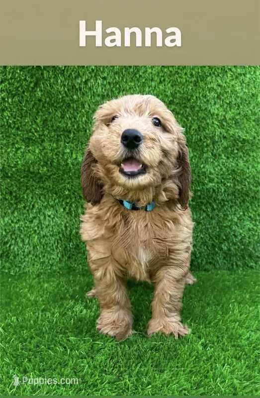 Lulu – Miniature Goldendoodle puppy for sale in San Diego, CA