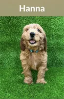 Lulu, a female Miniature Goldendoodle for sale in San Diego, CA – 1 of 1