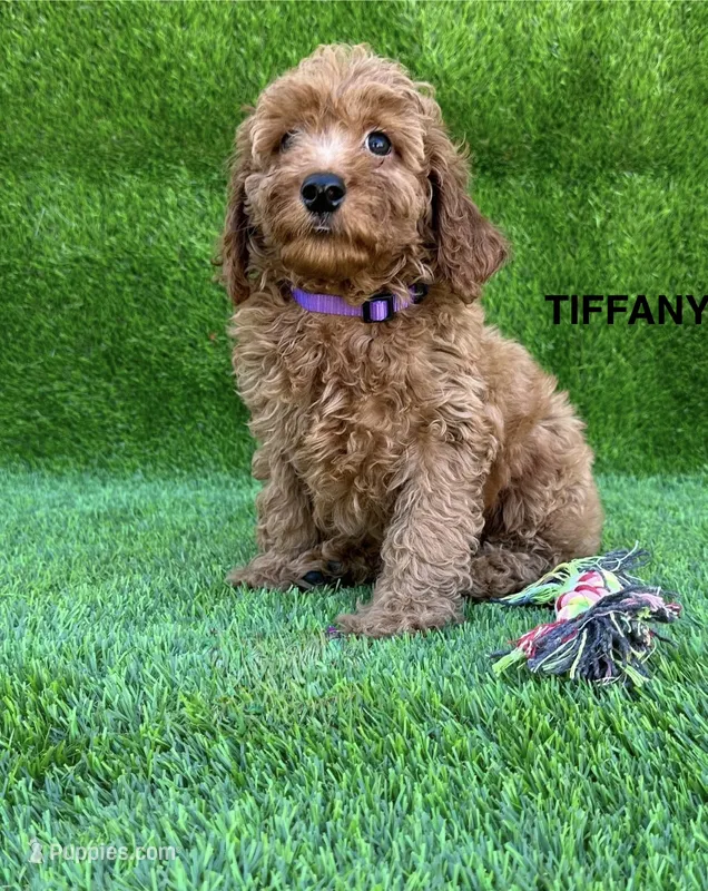 TIFFNI – Miniature Goldendoodle puppy for sale in San Diego, CA