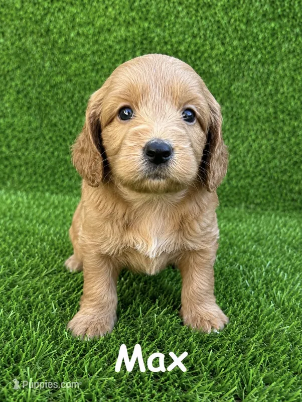 max – Miniature Goldendoodle puppy for sale in San Diego, CA