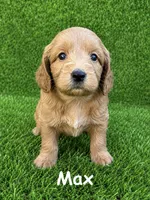 max, a male Miniature Goldendoodle for sale in San Diego, CA – 3 of 6